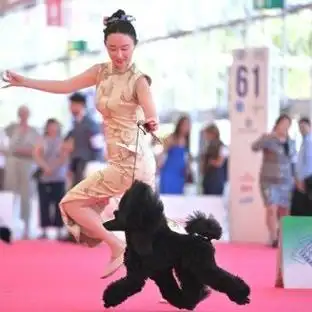 世界杯赛场外快递员小狗走红，篮球赛场的动物明星同样吸睛